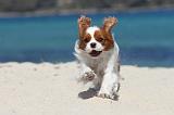 CAVALIER KING CHARLES 139